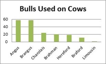 Bull breeds used on cows.
