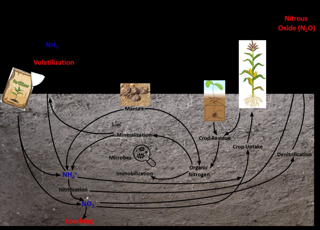 The nitrogen cycle shows N forms, processes involved in changes among forms, fixation, and losses. 