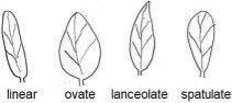 Leaf shapes of broadleaf weeds. 