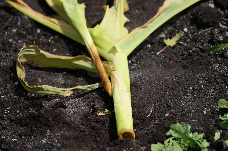 New leaves of sweet corn pulled out of the whorl from sethoxydim injury. The base of the pulled leaves appears rotten. 