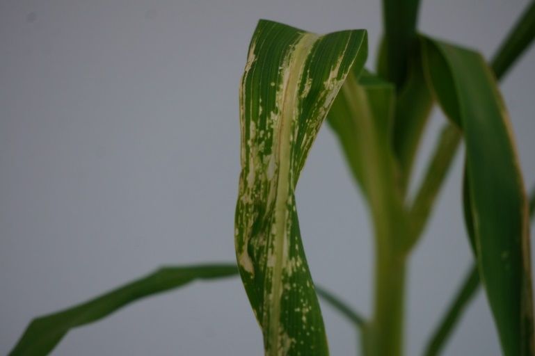Speckling of sweet corn leaves from fomesafen injury. 