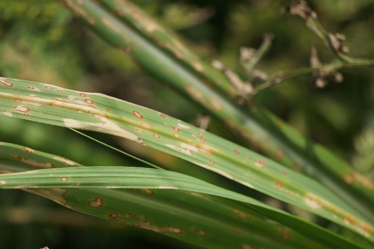 Necrotic spots with red margins on sugarcane leaves from paraquat injury. 