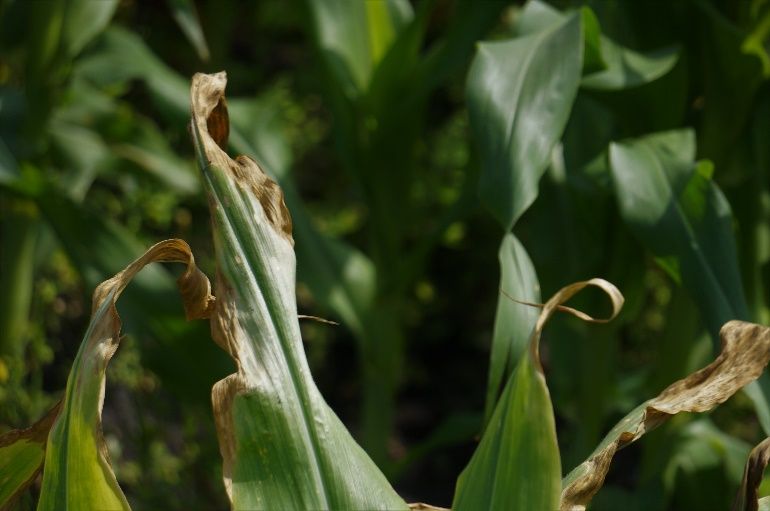 Necrosis of tips of older leaves of sweet corn from metribuzin injury. 