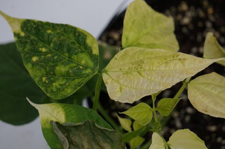Yellow or bleached leaves of green bean from topramezone injury. The necrotic leaf is a result of total bleaching. 