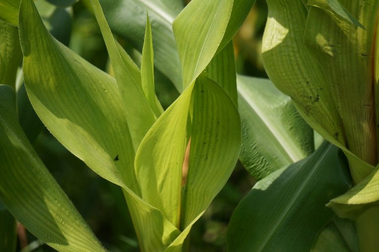 Chlorosis of young leaves of sweet corn from asulam injury. 