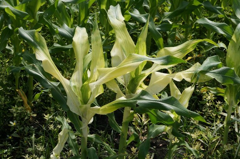 Bleached leaves of sweet corn from clomazone injury. 