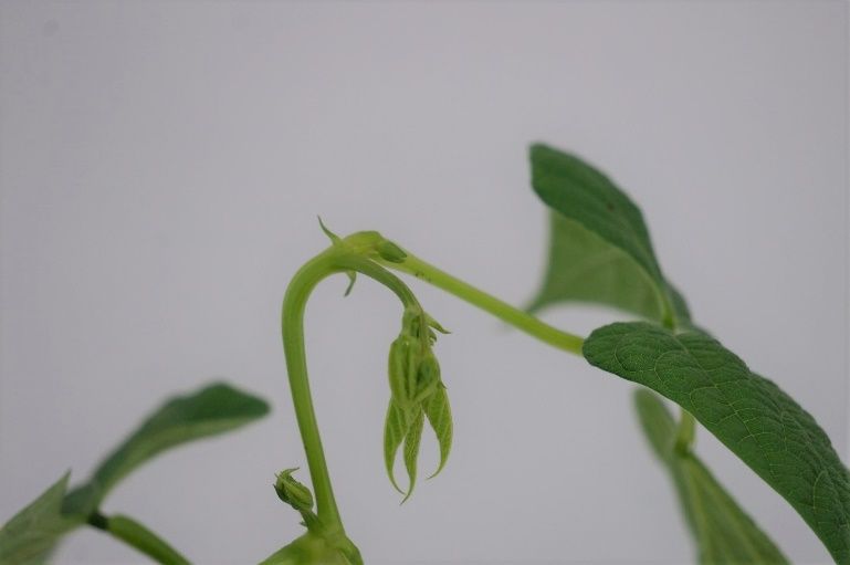 Epinastic bending of a green bean stem from dicamba injury. 