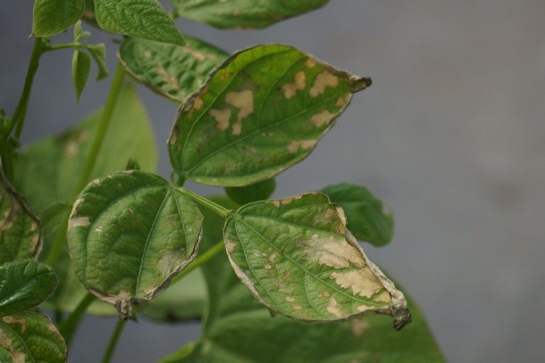 Bentazon leaf burn on green bean. 