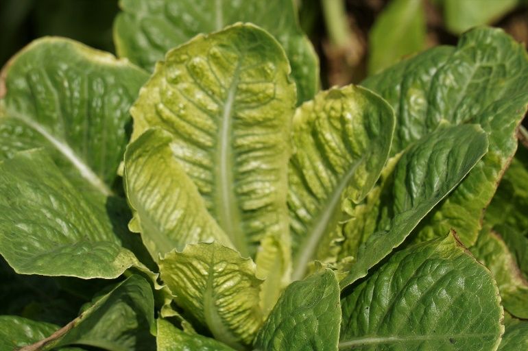 Chlorosis of newer lettuce leaves from glyphosate injury. 