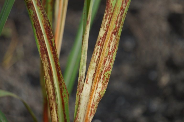 Reddish spotting and necrosis of sugarcane leaves from carfentrazone injury. 