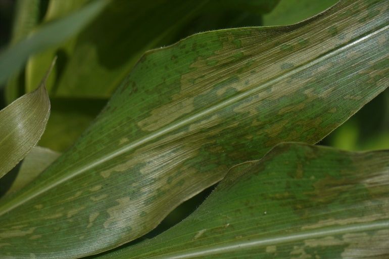 Water-soaked sweet corn leaves one hour after injury from diquat. 