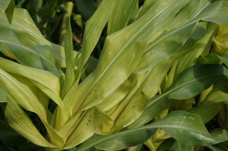 Chlorosis progressing in several sweet corn leaves from asulam injury. 