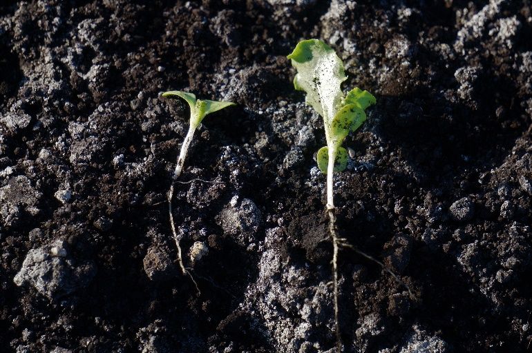 Stunted lettuce with limited lateral roots (on the left) from pendimethalin injury compared to lettuce not exposed to pendimethalin (on the right). 