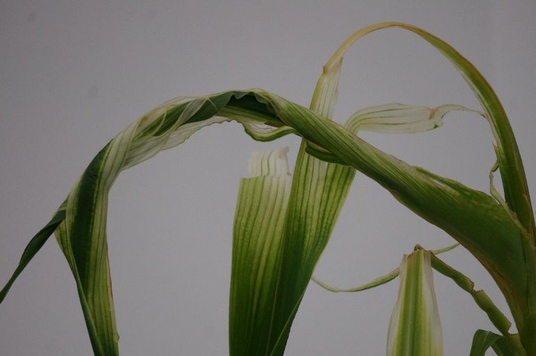 Improperly unfurled sweet corn leaves with translucent tissue from imazethapyr injury. 