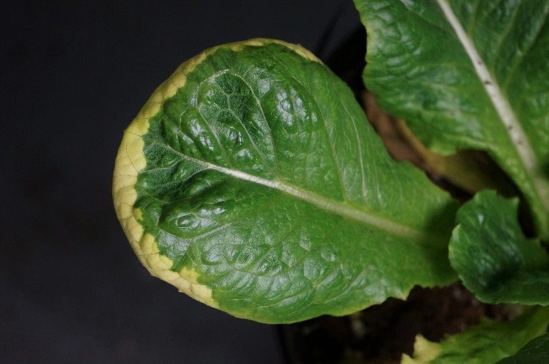 Yellow leaf margin of lettuce from atrazine injury. 