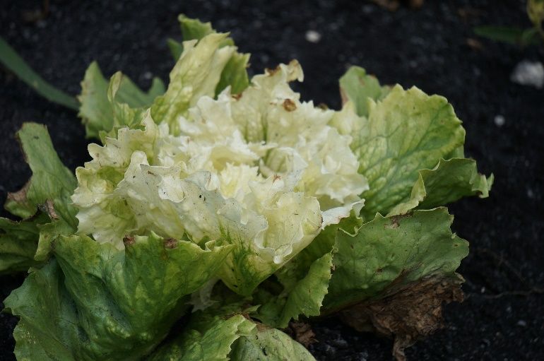 Bleached leaves of lettuce from mesotrione injury. 