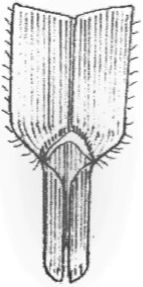 Crowfootgrass collar region. 