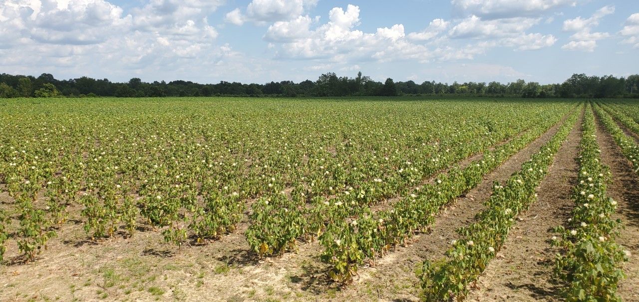 Severely drought-stressed cotton that does not require PGR applications. 