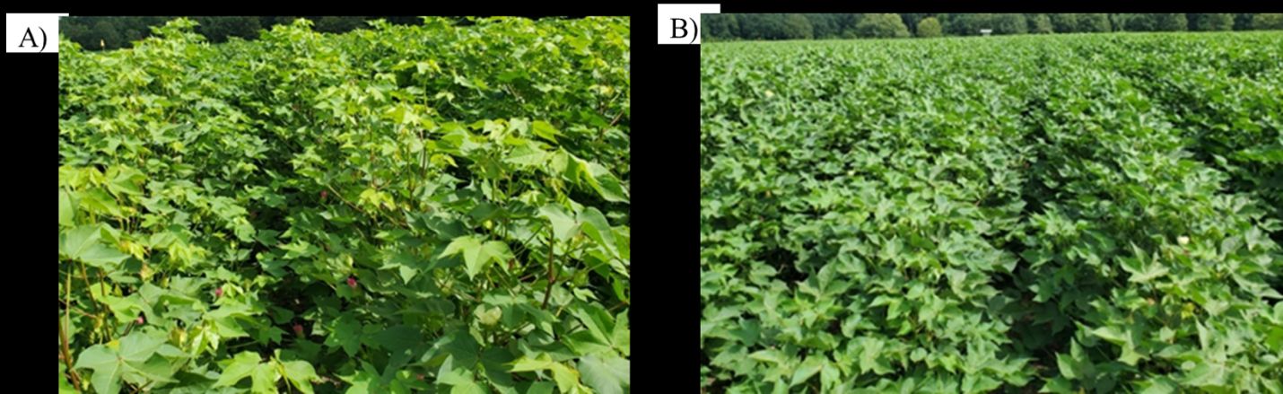 A) igorous cotton growth in field with delayed PGR applications. B) Consistent plant height reduction in cotton field that received timely PGR applications. 