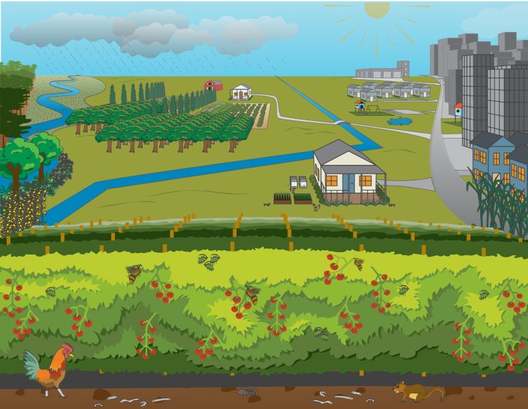 This agroecosystem diagram depicts how agricultural land is often located between and within natural and urban land. These surrounding areas influence resource availability, biological diversity, and ecosystem services. 