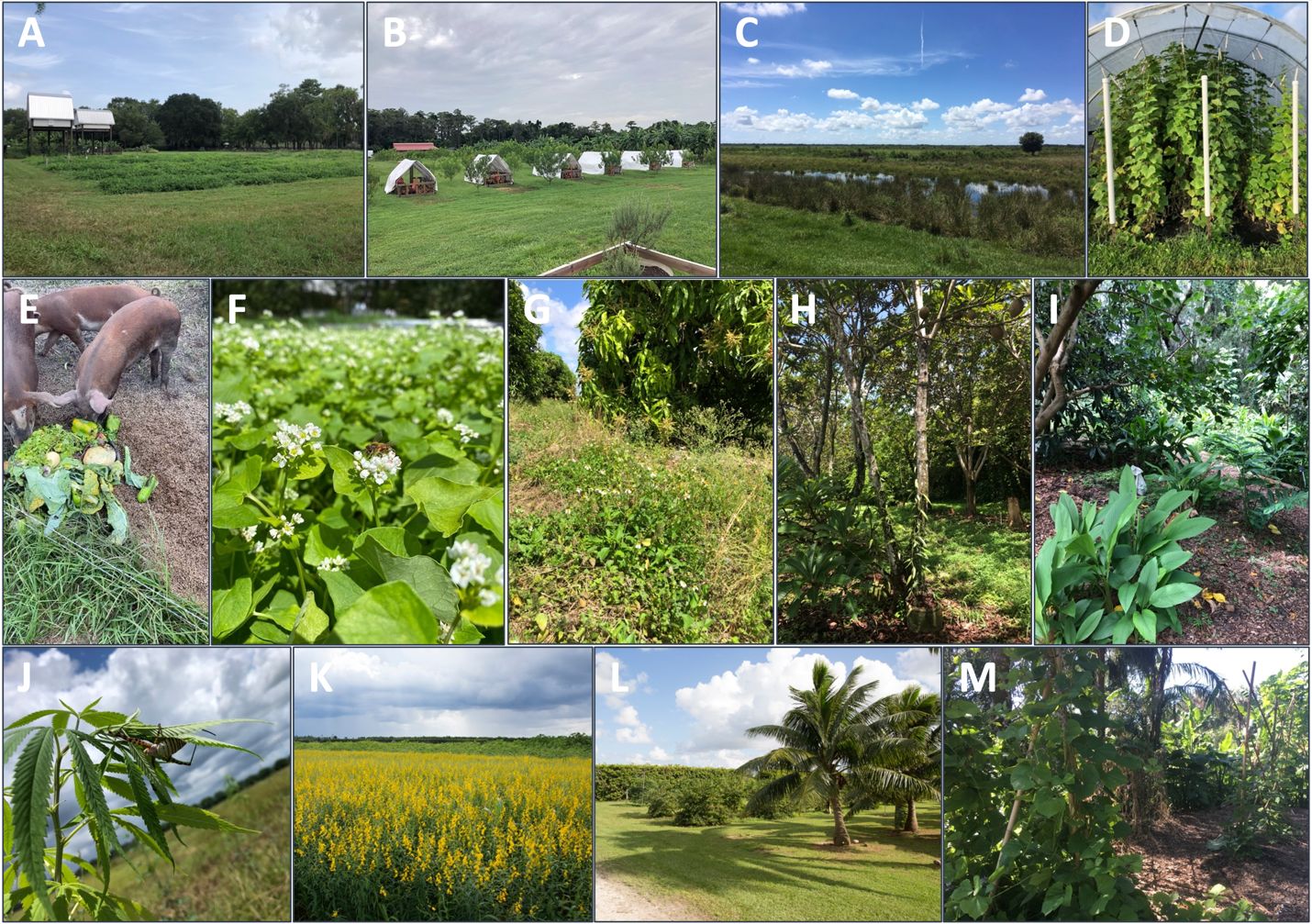 Examples of agroecology in Florida. A) Row crop under bat houses. Field and Fork Farm and Gardens, UF, Gainesville, FL. B) Mobile chicken tractors around fruit trees. Everoak Farm, Orlando, FL. C) Riparian buffer and semi-native pasture. Buck Island Ranch, Lake Placid, FL. D) High tunnel and trellis. Everoak Farm, Orlando, FL. E) Pigs and garden scraps. Everoak Farm, Orlando, FL. F) Bees and cover crop. Everoak Farm, Orlando, FL. G) Mango flowering with wildflowers. UF/IFAS TREC, Homestead, FL. H) Fruit tree and vining orchid. LNB Groves, Homestead, FL. I) Semi-tropical agroforest. Field and Fork Farm and Gardens, UF, Gainesville, FL. J) Hemp and spider. UF/IFAS TREC, Homestead, FL. K) Summer cover crop. UF/IFAS TREC, Homestead, FL. L) Mixed fruit orchard. UF/IFAS TREC, Homestead, FL. M) Tropical agroforest. ECHO Global Farm, North Fort Myers, FL. 