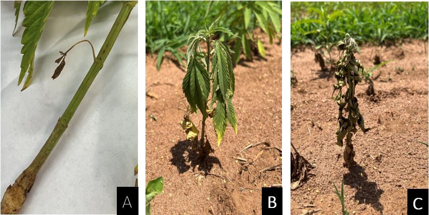 Red imported fire ant damage on hemp plants at UF/IFAS WFREC in Jay, Florida. (A) Fire ants attack the hemp stem, chewing and girdling the stem of the plant. (B) Wilting of hemp plant due to damage to roots and stem. (C) Death of hemp plant due to fire ant damage.