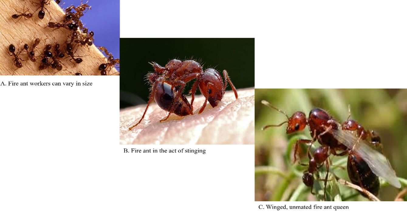 The red imported fire ant (Solenopsis invicta Buren) in Florida. 