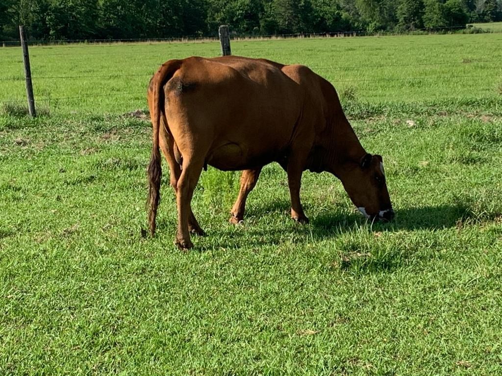 A cow grazing bahiagrass-RPP pasture in north Florida. 