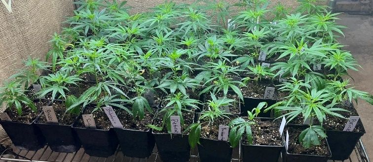 Propagated female hemp clones to be transplanted for outdoor production. 