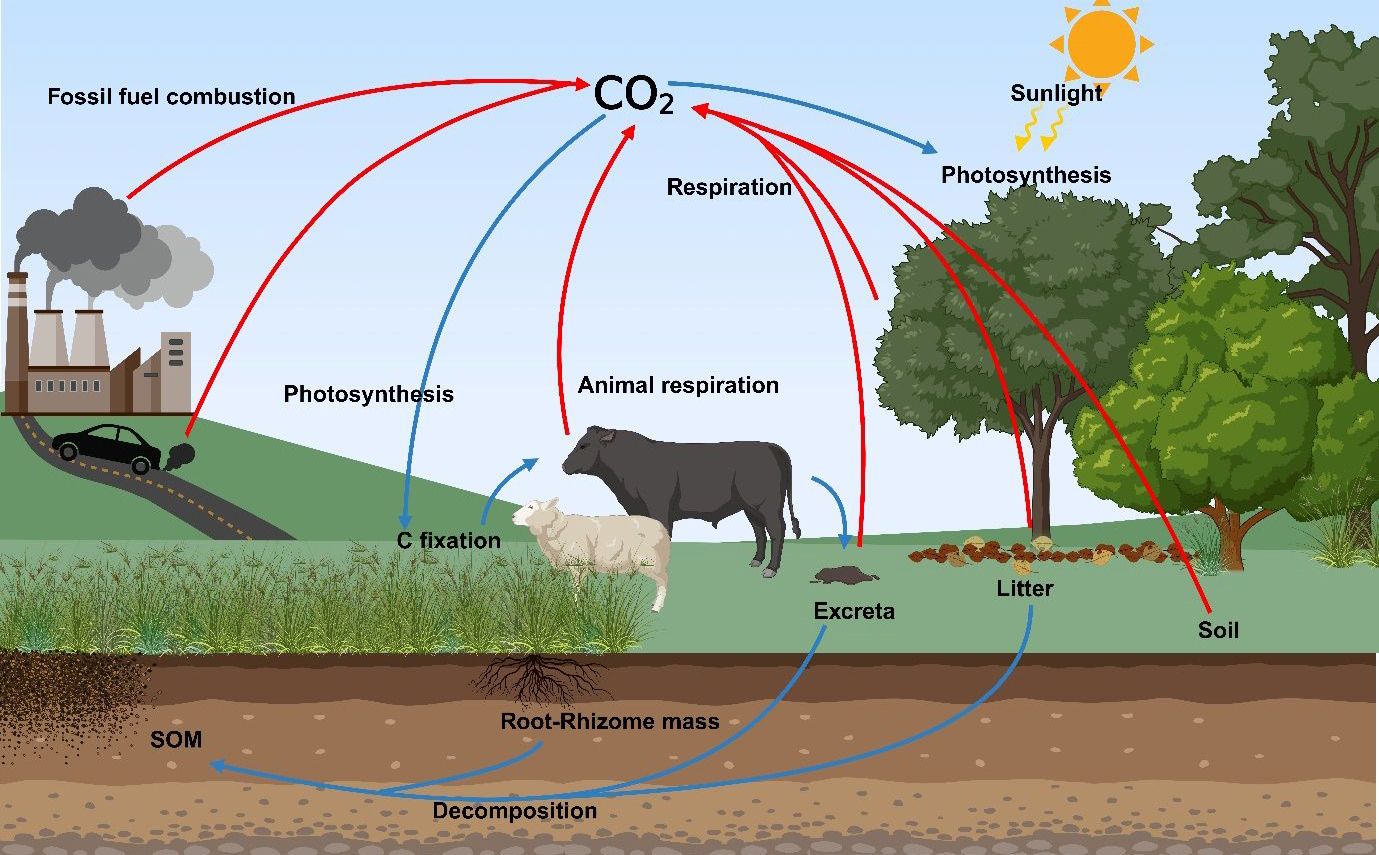 Simplified schematic diagram of the carbon cycle. The C gets into grasslands through plant photosynthesis and is stored in the herbage and root-rhizome mass. After the decomposition process of litter, it will be added to the soil and contribute to the SOM (soil organic matter). Animals contribute with excreta deposition, returning carbon to the system. The industry, transportation, and livestock contribute to GHG.