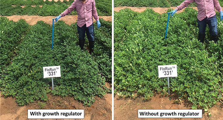 Comparison of a plot treated with a growth regulator (left) versus an untreated plot (right).