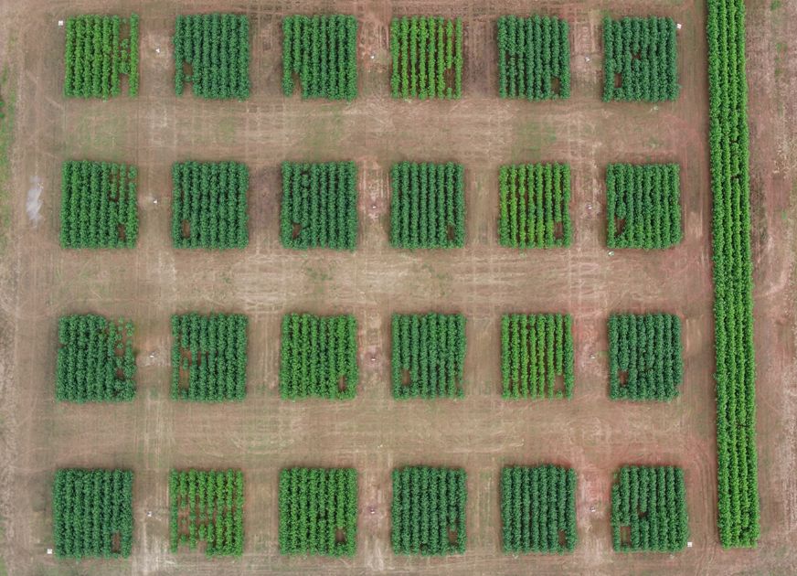 Aerial view of cotton nitrogen rate study at UF/IFAS WFREC, Jay, FL.
