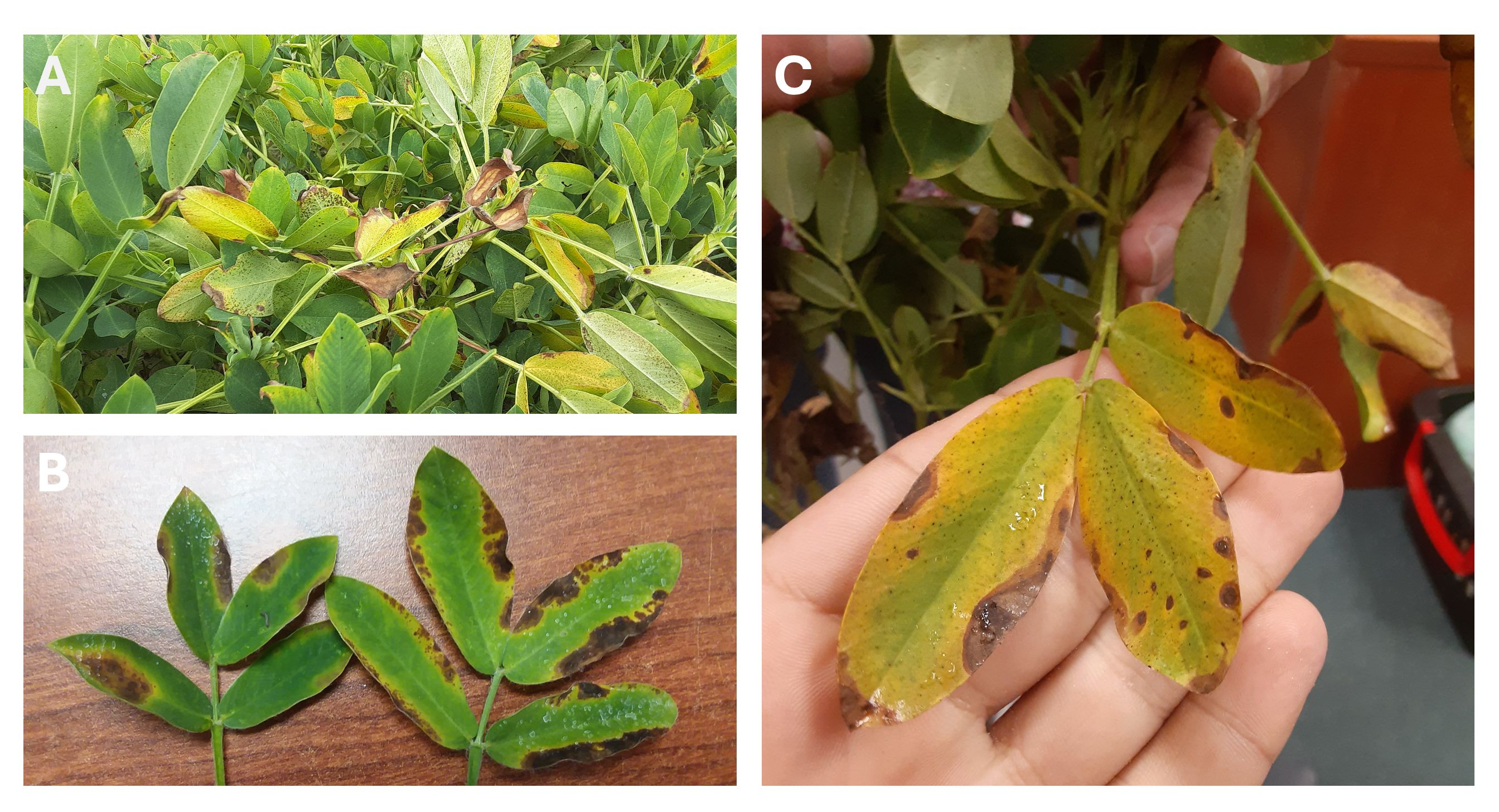 Potassium (K) deficiency symptoms on peanut leaves. (A) Yellowing and necrosis beginning at leaflet margins in the field. (B) Necrotic leaf margins on leaves. (C) Close view of scorching caused by potassium deficiency on leaves.