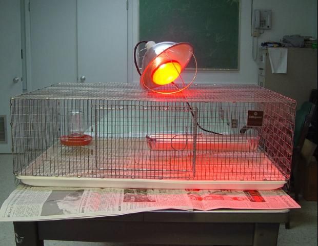 Figure 1. Wire brooder, light on.