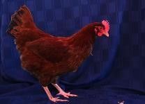 Figure 11. Rhode Island Red hen.
