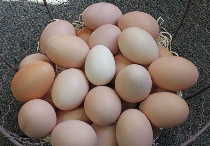 Figure 1. Backyard chickens can provide colorful eggs and companionship.
