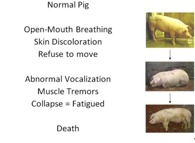 Figure 2. Fatigued pig symptoms.