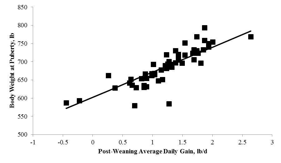 Relationship between body weight at puberty and post-weaning ADG in replacement beef heifers of Bos taurus, Bos indicus, and Bos taurus × Bos indicus breeding. BW = 602.56 ± 21.11 + 68.72 ± 9.99 × ADG; R2 = 0.72; P < 0.01.