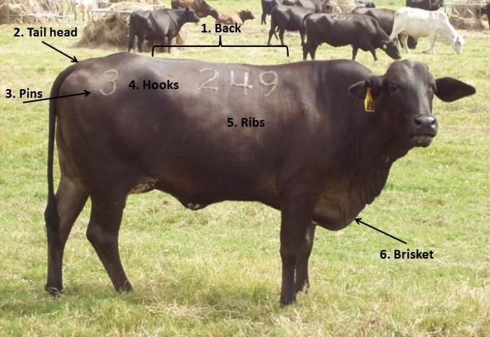 Figure 1. Six locations used to assess cow body condition score.