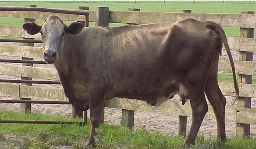 Figure 2. Mature beef cow with a body condition score of 3.