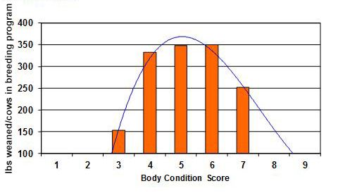 Figure 10. Relationship of cow body condition score and the pounds of calf produced per cow for the cow herd.