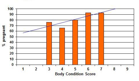 Figure 8. Relationship of cow body condition score to the percent of cows in the herd that became pregnant.