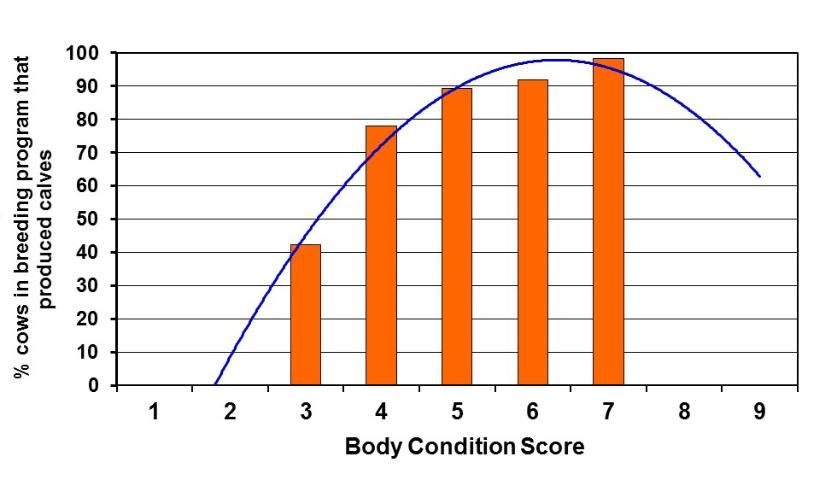 Figure 6. Relationship of cow body condition score to calving percentage, the number of calves born from the total number of cows that were included in the breeding program.