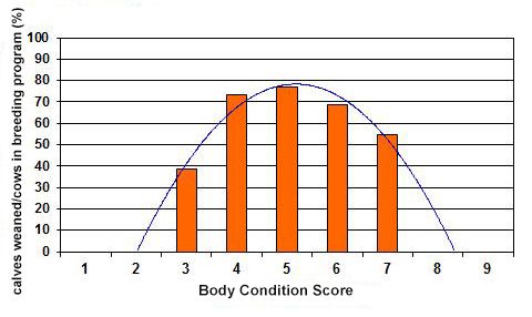 Figure 9. Relationship between cow body condition score and the weaning percentage in the cow herd.