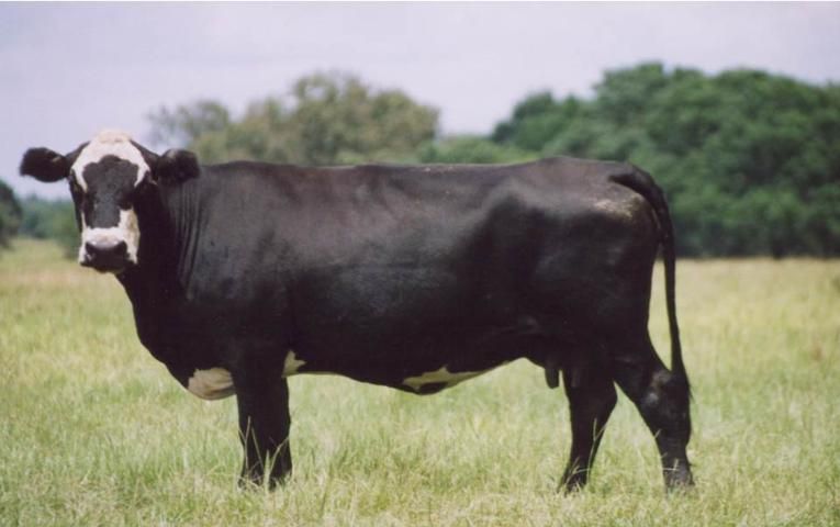 Figure 4. Mature beef cow with a body condition score of 5.