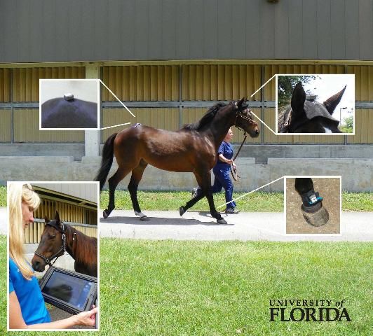 Figure 3. Lameness Locator™, a wireless motion analysis system that uses sensors to detect asymmetries in gait, being utilized to evaluate lameness in a horse at the University of Florida.