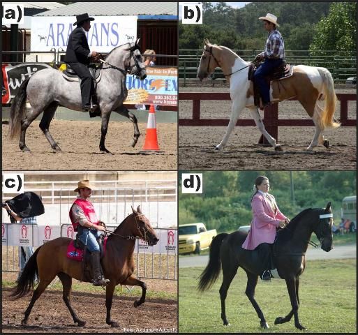 Figure 2. (a) Paso Fino, (b) Spotted Saddle Horse, (c) Mangalarga Marchador, and (d) Tennessee Walking Horse showing the moment of