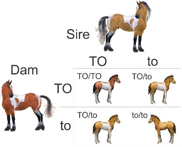 Figure 2. This example of a Punnett Square predicts the likelihood of obtaining a spotted foal from a breeding of two parents heterozygous for Tobiano, a dominantly inherited spotting pattern. Adding up the possible allele combinations shows that one out of four foals from such a cross will not be spotted if both parents also possessed a recessive allele.