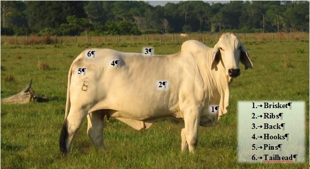 Figure 1. Assessment points for visual evaluation of cow body condition score.
