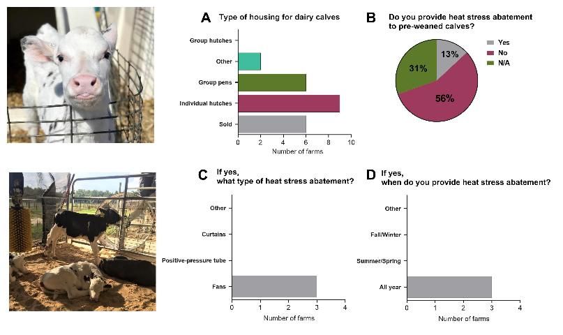 Figure 2. Management strategies for pre-weaned dairy calves in Florida. Summary of (A) types of housing, (B) application of heat stress abatement, (C) types of abatement, and (D) duration of abatement. Top image: dairy calf individual hutch. Bottom image: group housing.
